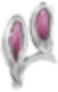 White Rabbit Ears