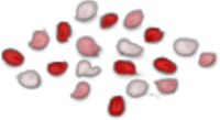 Scattered Rose Petals