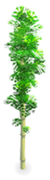 Bamboo Tree