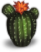 Isabela's Cactus