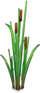Bayou Reeds