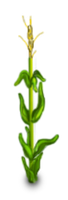 Corn Stalk