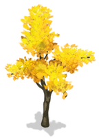 Gold Ginkgo Tree