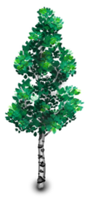 Birch Tree