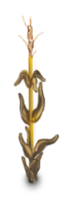 Fall Corn Stalk