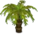 Typhoon Lagoon Palm Top