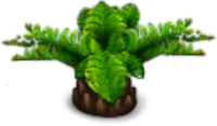 Fern