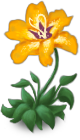 Sundrop Flower