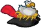 Seagull's Nest Pirate Hat