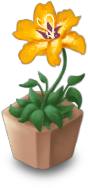 Sundrop Flower - Potted