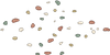 Shell Debris Rug
